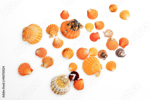 Seashell isolated on white background, close-up, macro photo
