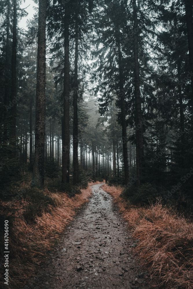 Fototapeta premium Moody road in forest