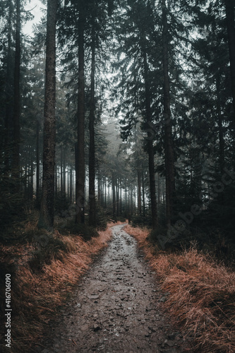 Moody road in forest