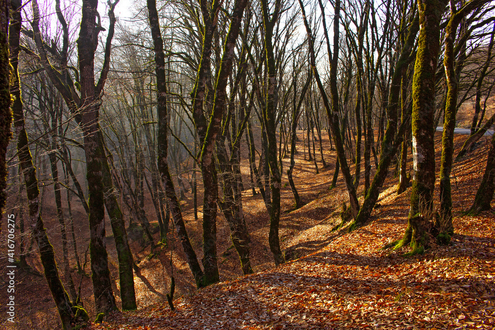 Fototapeta premium Fallen trees in the autumn forest.