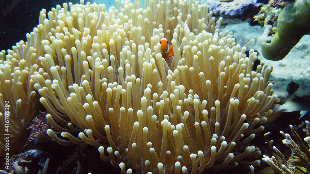 Clown Anemonefish and anemone on coral reef. Underwater world with corals and tropical fishes Clown Anemonefish and anemone on coral reef. Underwater world with corals and tropical fishes