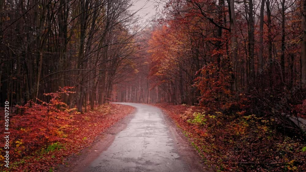 Foggy road through asphalt autumn forest, aerial view Foggy road through asphalt autumn forest, aerial view