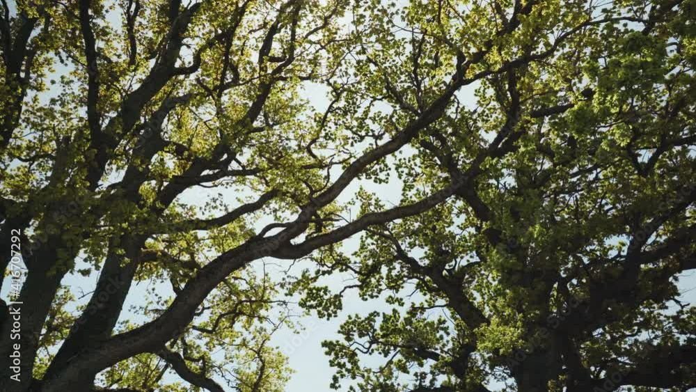 An old oak tree with large branches stands on a hilltop. Below cars passing by fields along the highway. It is summer sunny weather. Latvia An old oak tree with large branches stands on a hilltop. Below cars passing by fields along the highway. It is summer sunny weather. Latvia