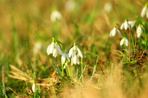 Snowdrops on meadow in springtime © Simun Ascic