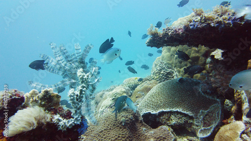 Underwater fish garden reef. Reef coral scene. Seascape under water. Leyte, Philippines.