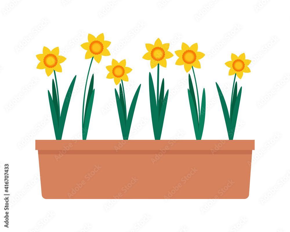 Seedlings of yellow daffodils in a pot. Vector illustration in flat style, isolated on white background