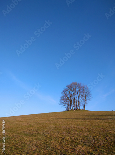 
skupina stromů na obzoru s modrým nebem photo