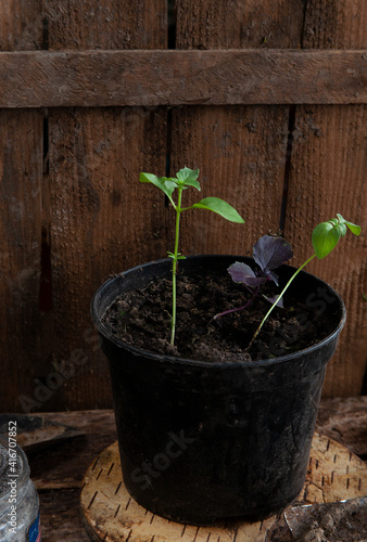 Small basil plants in a pot