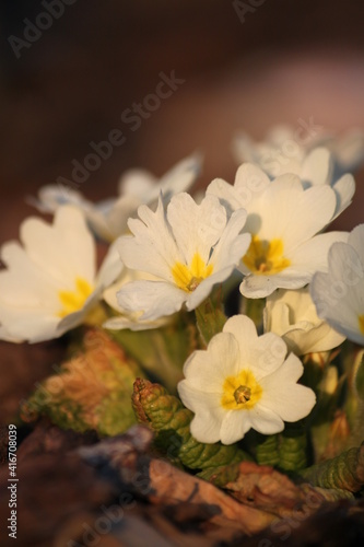 close-up of yellow primrose in spring in flowerbed