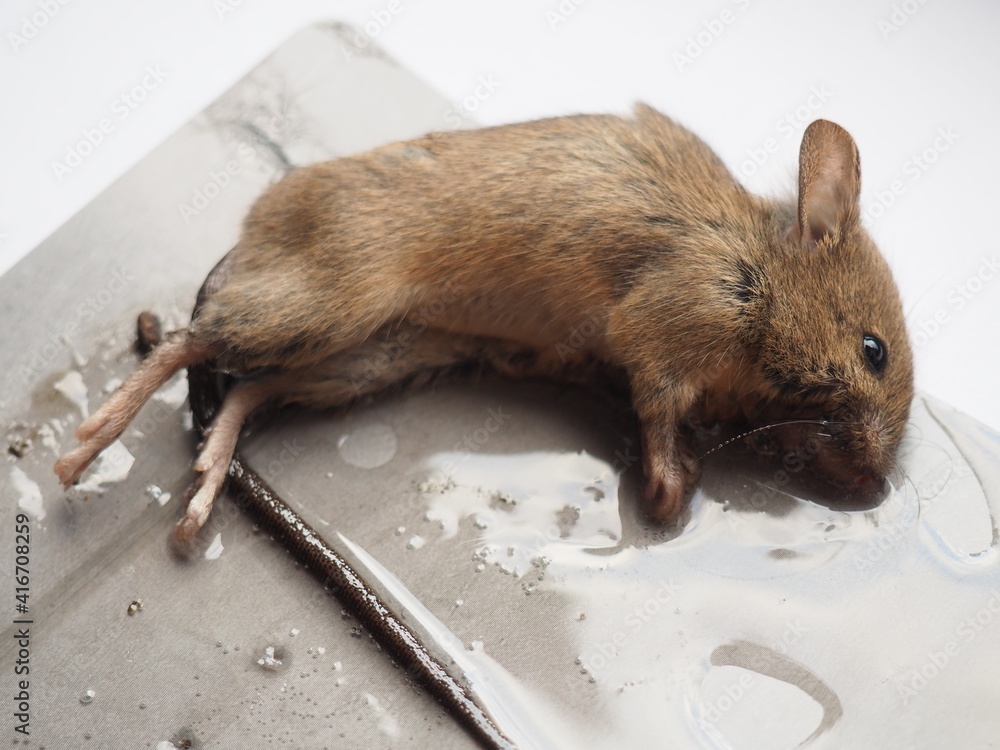 Dead mouse on glue. Mousetrap for domestic rodents. A gray mouse or rat lies bogged down in a