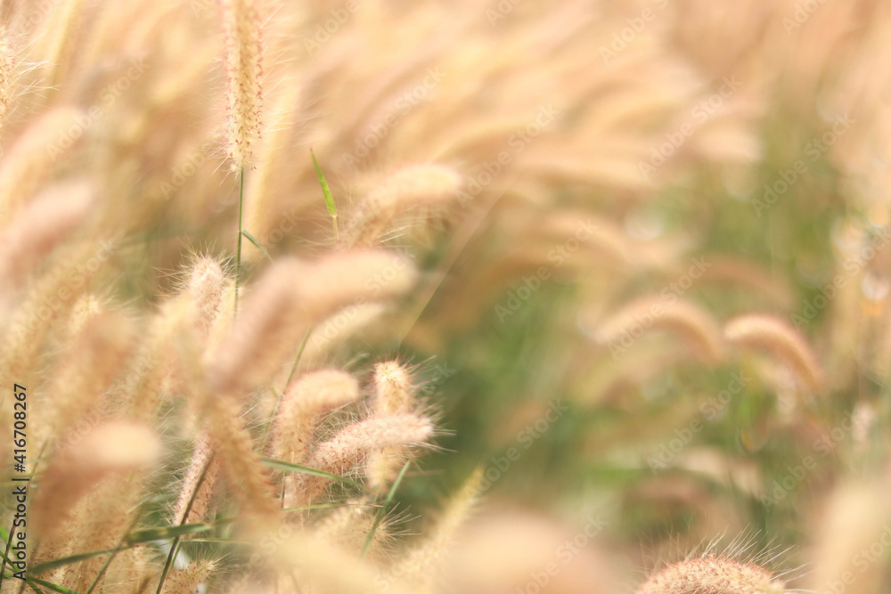Grass flower (Pennisetum setaceum) with sunset glow. Grass flower (Pennisetum setaceum) with sunset glow.
