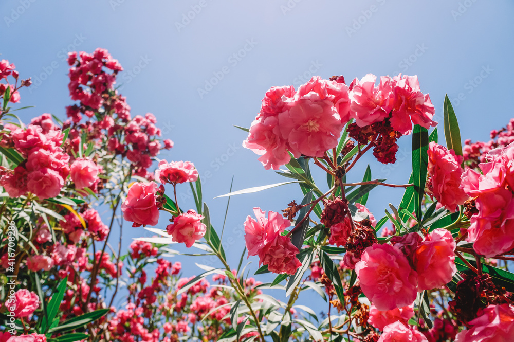 Beautiful pink flowers Oleander  in the garden. Turkey