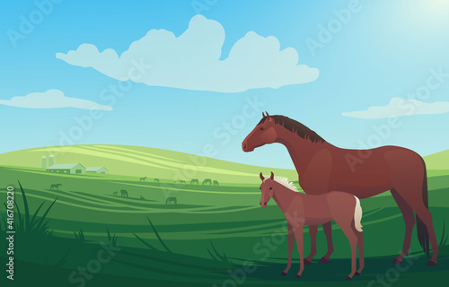 Vector illustration landscape with horse, mare and little baby foal on pasture, with barn and herd of horses grazing in the background. Scenery of farm on green fields, bright and natural.
