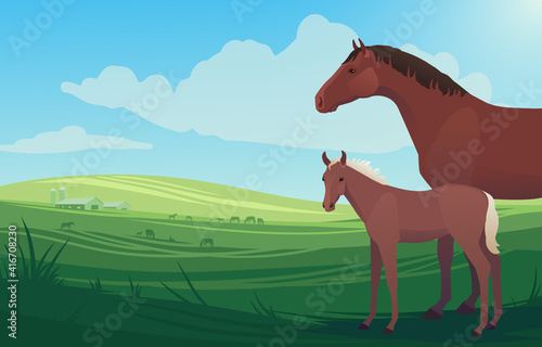Vector illustration landscape with horse, mare and little baby foal on pasture, with barn and herd of horses grazing in the background. Scenery of farm on green fields, bright and natural.