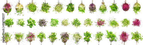 Collage of different microgreens on a white background. Selective focus. photo