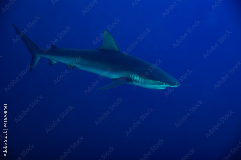 Side photo of Galapagos or requiem shark,swim in the school of small fishes deep underwater
