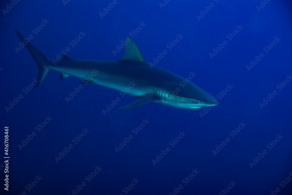 Fototapeta premium Side photo of Galapagos or requiem shark,swim in the school of small fishes deep underwater