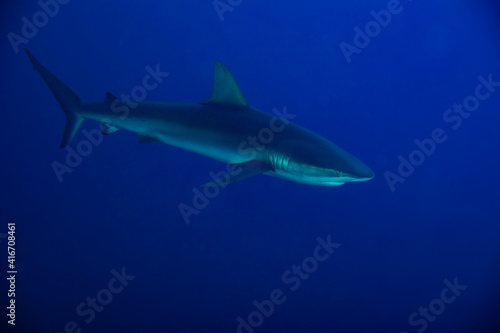 Side photo of Galapagos or requiem shark swim in the school of small fishes deep underwater