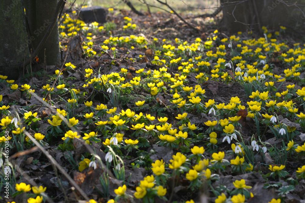 Obraz premium Frühlingsboten - Winterlinge und Schneeglöckchen verkünden das Frühjahr, Frühlingsbeginn mit Frühblühern in der Natur, (Eranthis hyemalis) 