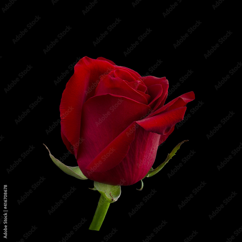 Dark red rose with a green leaves Dark red rose with a green leaves