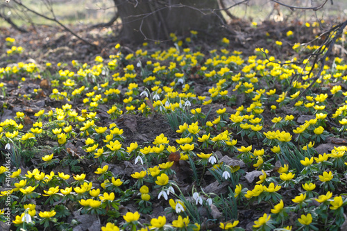 Frühlingsboten - Winterlinge und Schneeglöckchen verkünden das Frühjahr, Frühlingsbeginn mit Frühblühern in der Natur, (Eranthis hyemalis)
 photo