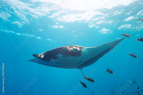 Bright underwater photo of the big manta ray swim towards camera photo