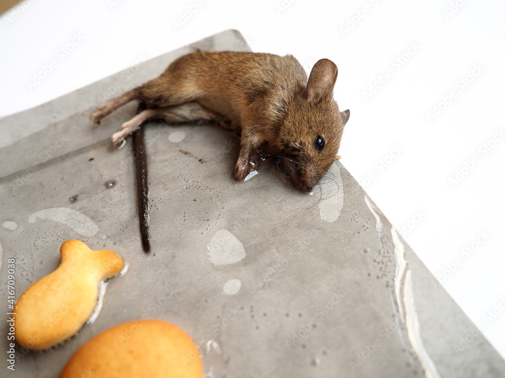 Dead mouse on glue. Mousetrap for domestic rodents. A gray mouse or rat lies bogged down in a