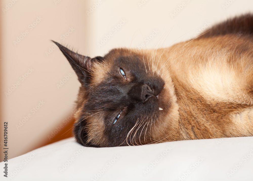 Portrait of a Siamese cat with beautiful blue eyes not happy with the head of a little devil with a nasty look Portrait of a Siamese cat with beautiful blue eyes not happy with the head of a little devil with a nasty look
