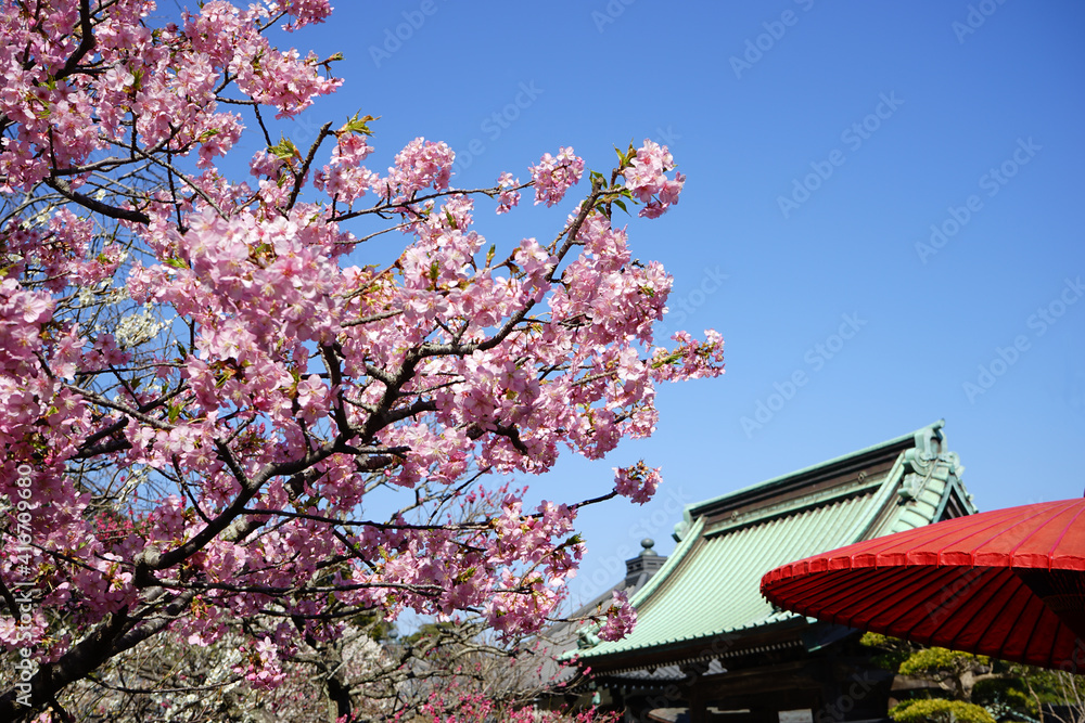 Kawazu cherry blossoms with Japanese temple and traditional red umbrella. Traditional image of spring time in Japan - ピンク 河津桜 Kawazu cherry blossoms with Japanese temple and traditional red umbrella. Traditional image of spring time in Japan - ピンク 河津桜