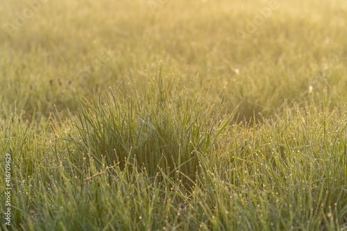 Wet green morning grass © Aki