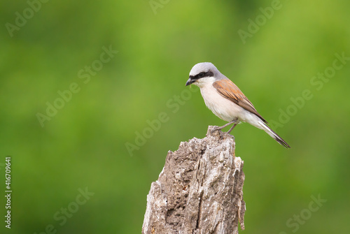 Red-backed shrike, Lanius collurio. The male sits on an old dry tree stump on a beautiful blurred green background