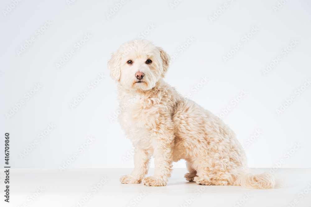 Maltipoo dog isolated on a white background Maltipoo dog isolated on a white background