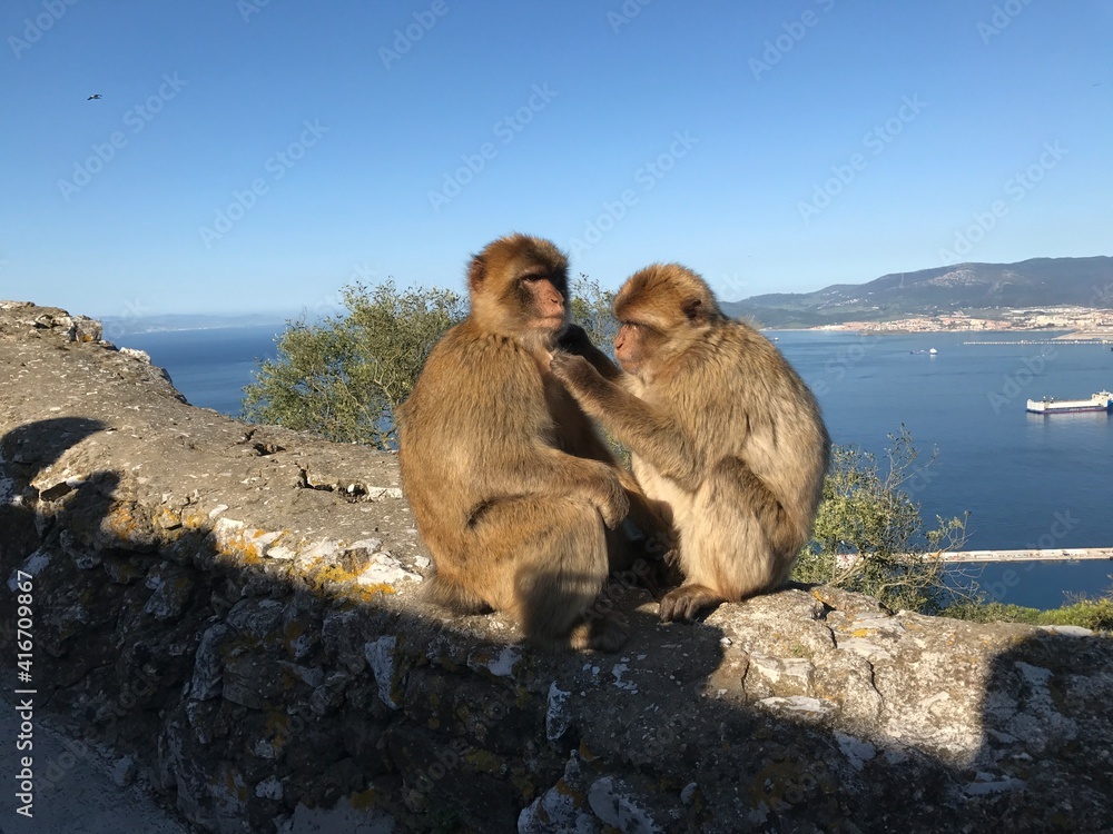 Fototapeta premium Felsen von Gibraltar Mittelmeer Fels Berg mit Affen Berberaffe