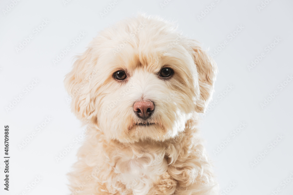 Close up of a cute Maltipoo dog face on a white background
