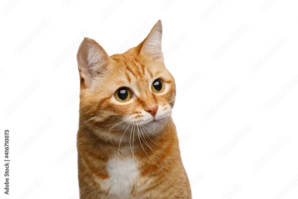 Portrait of Red Cat with huge eyes on Isolated white background, front view