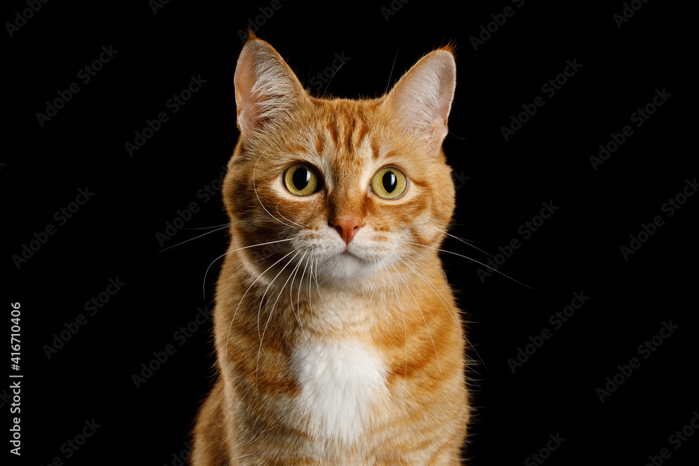 Cute Portrait of Ginger Cat Gazing on Isolated Black Background