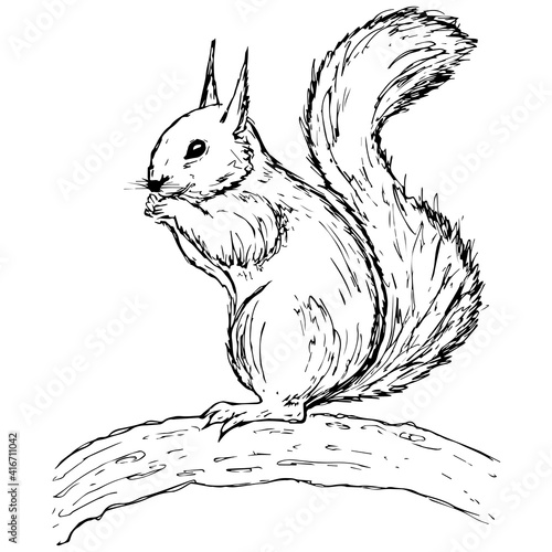 Hand drawn squirrel. Retro realistic animal isolated. Vintage style. Doodle line graphic design. Black and white drawing mammal. Vector sketch.