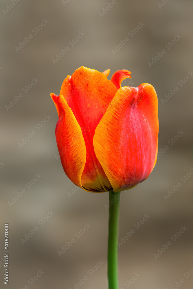 fresh spring flowers at the beginning of the year fresh spring flowers at the beginning of the year