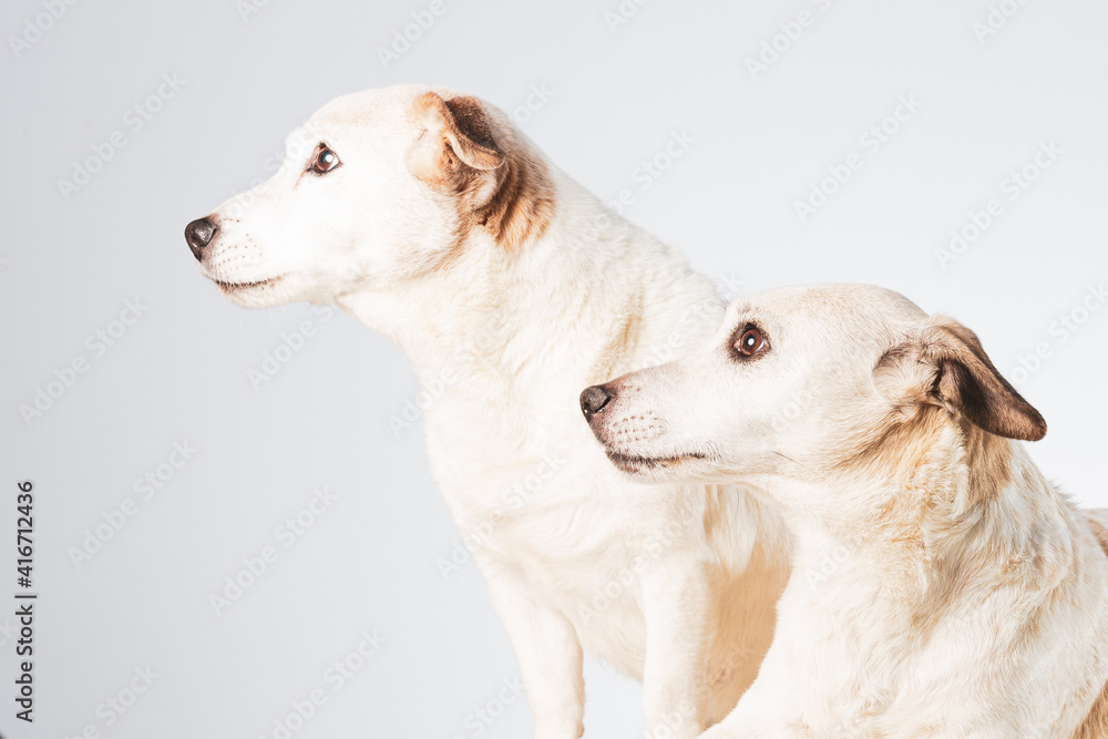 Side view of two Jack Russel Terrier friends looking to the left on a white background Side view of two Jack Russel Terrier friends looking to the left on a white background