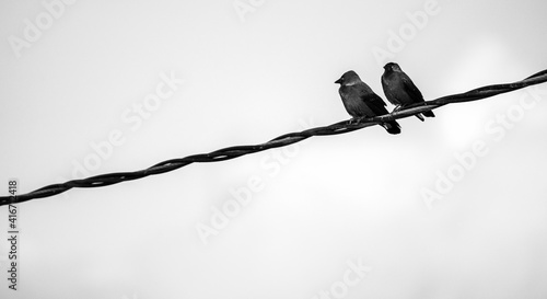 Tableau sur toile Crows on a powerline