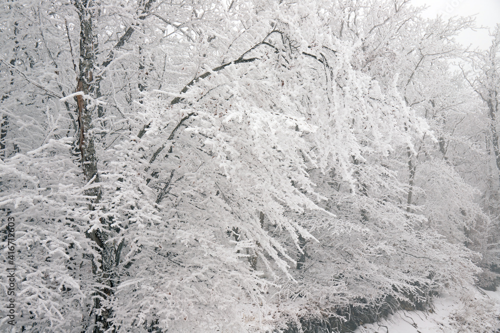 Beautiful winter forest. Beautiful winter forest.