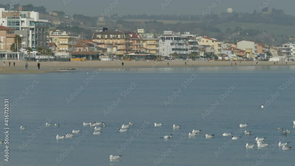video gabbiani in riva al mare in 4k video gabbiani in riva al mare in 4k