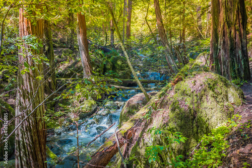 Muir Woods, CA, EUA photo