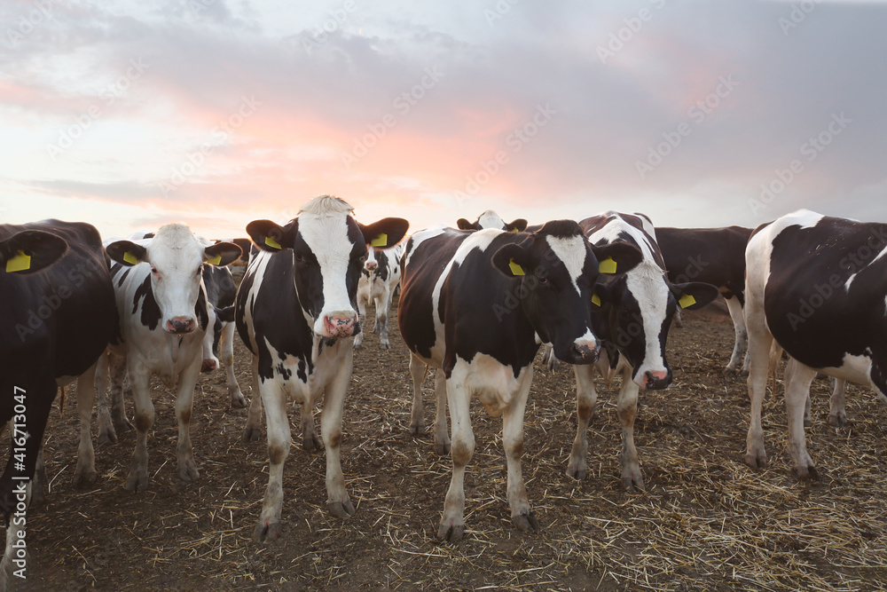 Many cute cows on farm. Animal husbandry Many cute cows on farm. Animal husbandry
