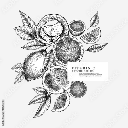 Citrus fruit set. Hand drawn orange, lemon, grapefruit, mandarin, lime, bergamot, leaves with bloosm and branches. Vector engraved composition Restaurant branding, cosmetic package design, menu.