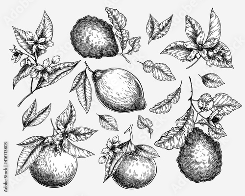 Citrus fruit set. Hand drawn orange, lemon, grapefruit, mandarin, lime, bergamot, leaves with bloosm and branches. Vector engraved icon set. Restaurant branding, cosmetic package design, menu.