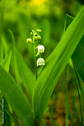 lily of the valley