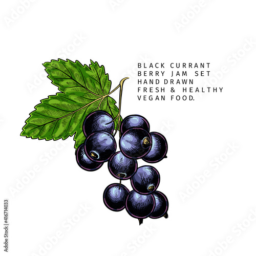 Hand drawn colored black currant branch, leaf and berry. Engraved vector illustration. Blackberry agriculture plant. Summer harvest, jam vegan ingredient. Menu, package, cosmetic, food design.