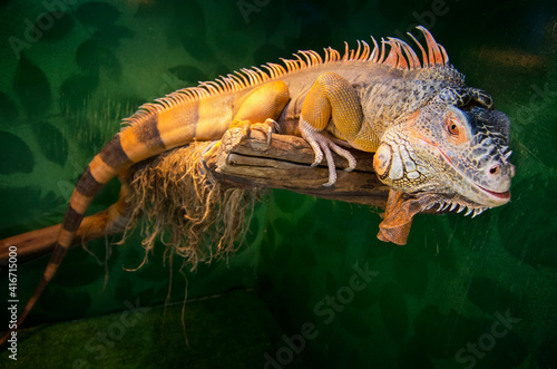 The iguana is a fantastic-looking creature. With a crest along the back and tail, multiple skin textures, and a scaly beard. The animal looks like a small dragon. © Tatyana