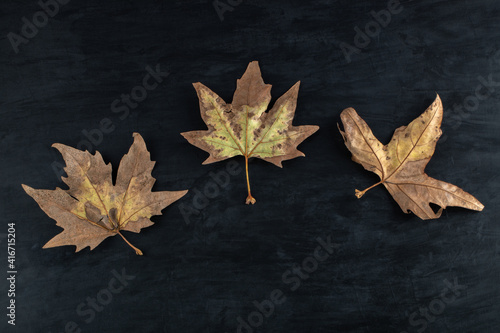 Dried grape leaves on black background